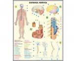 Sistemul nervos // Analizatorii (duo)