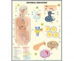 Sistemul endocrin // Sistemul digestiv (duo)