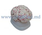 Encefal cu structura arteriala