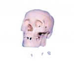 Craniu clasic cu encefal, din 8 părţi, mulaj 