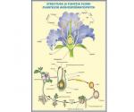 Structura şi funcţiile frunzei // Structura şi funcţia florii la angiosperme (duo)