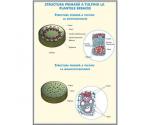 Structura primara a tulpinii la plantele erbacee. // Regnul ciupercile.Mycophita (duo)