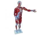 CORPUL UMAN, MODEL IN DISECTIE GRADATIONALA, 85 CM