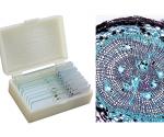 SET SECŢIUNI MICROSCOPICE - BOTANICĂ